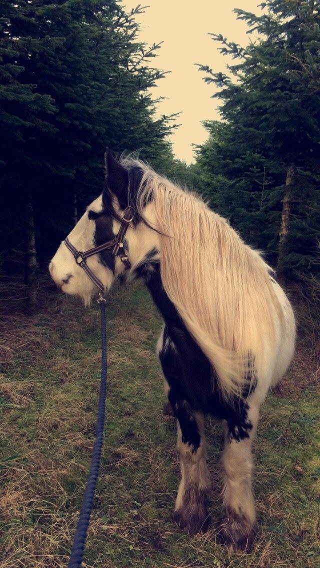 Irish Cob Sif billede 2