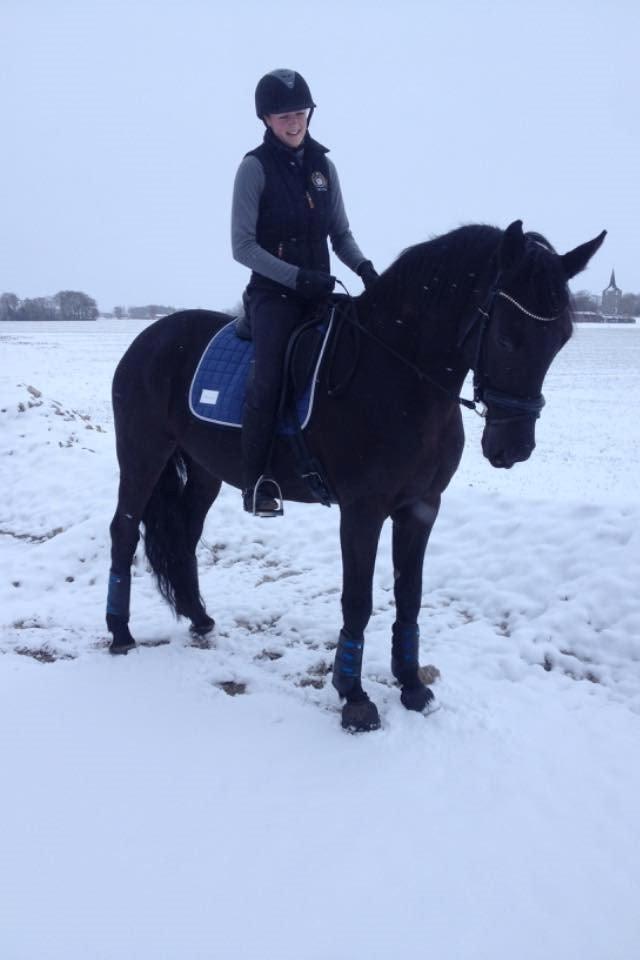 Dansk Varmblod WILD CARD billede 1