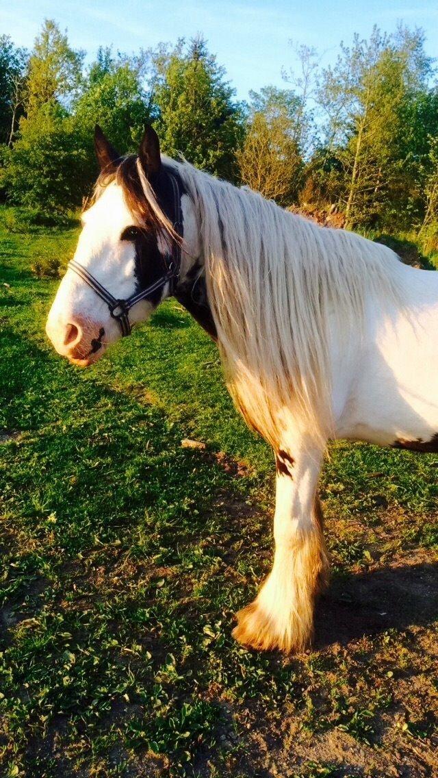 Irish Cob Sif billede 1