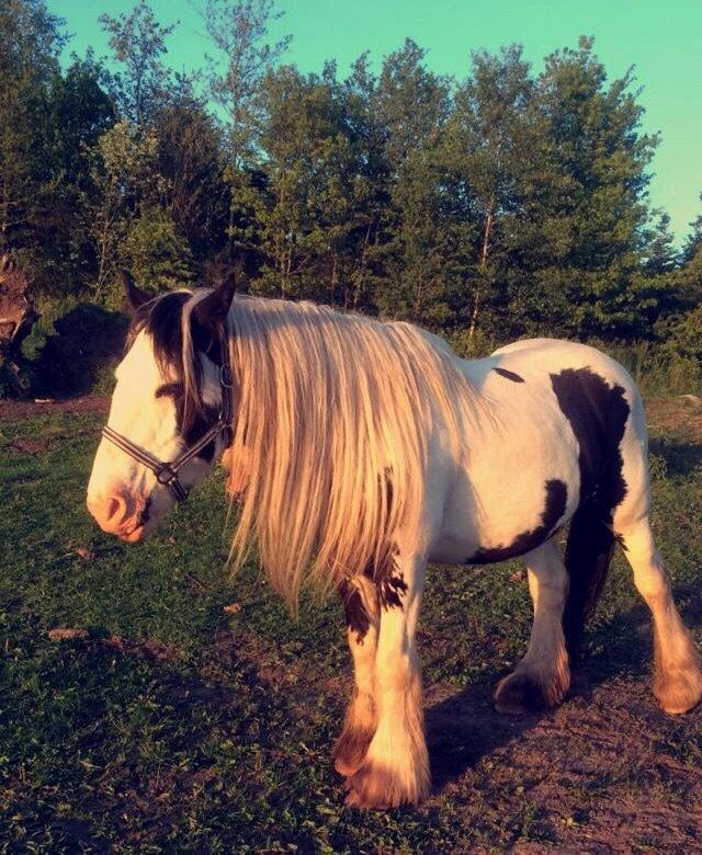 Irish Cob Sif - Nyder den skønne sommer aftensol☀️ billede 6