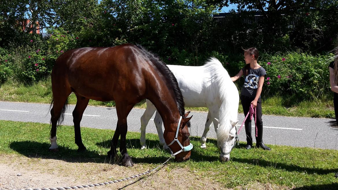 Anden særlig race Tyson 3 billede 16