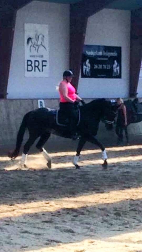 Tysk Oldenburger Love Affair Nexen "Hottie" billede 3