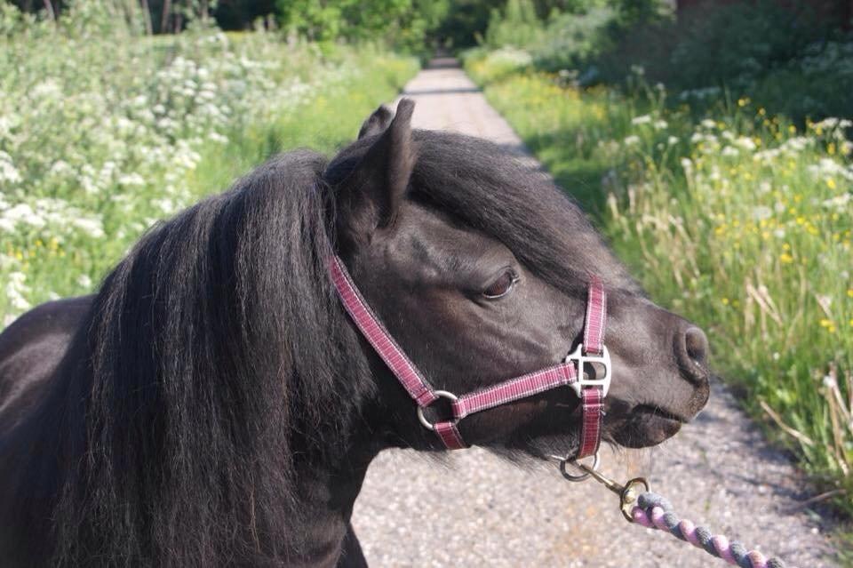 Shetlænder Linett - Sommer 2014 billede 2
