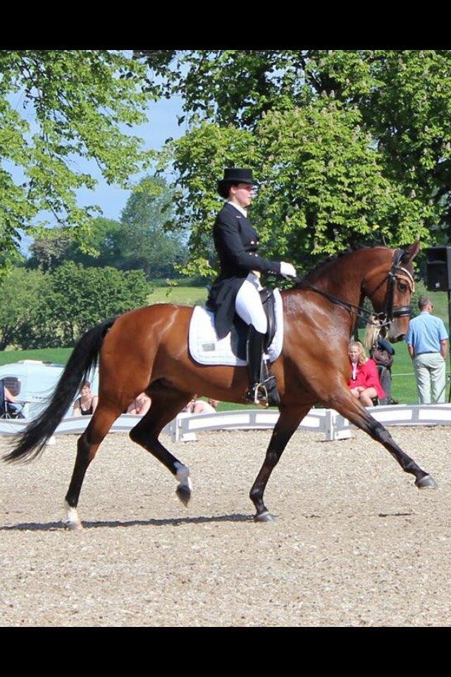 Dansk Varmblod Moesgaards Azia *solgt* billede 6