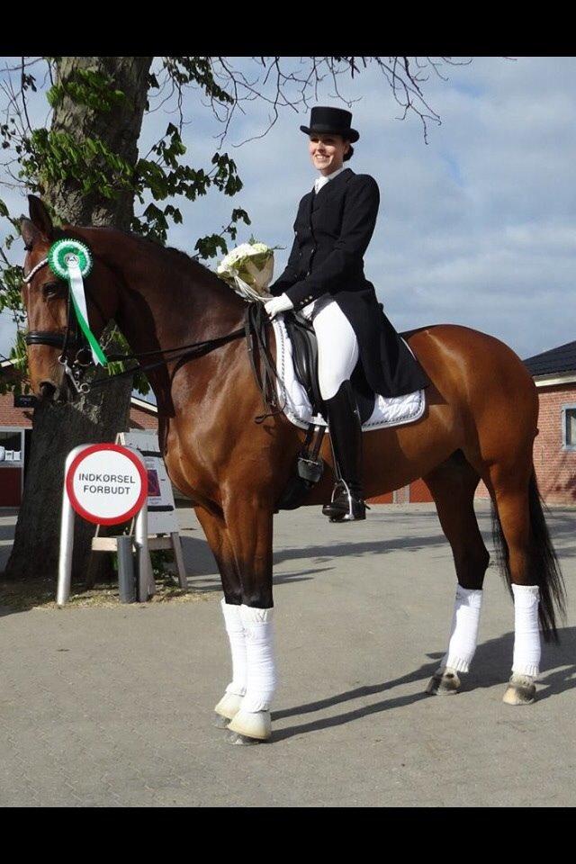 Dansk Varmblod Moesgaards Azia *solgt* billede 4