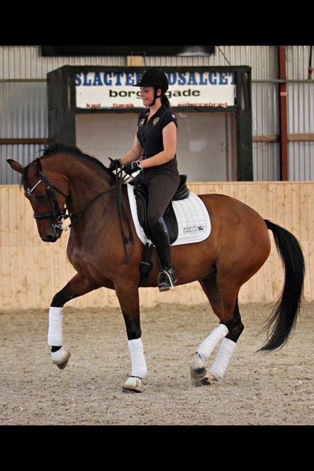 Dansk Varmblod Moesgaards Azia *solgt* billede 9