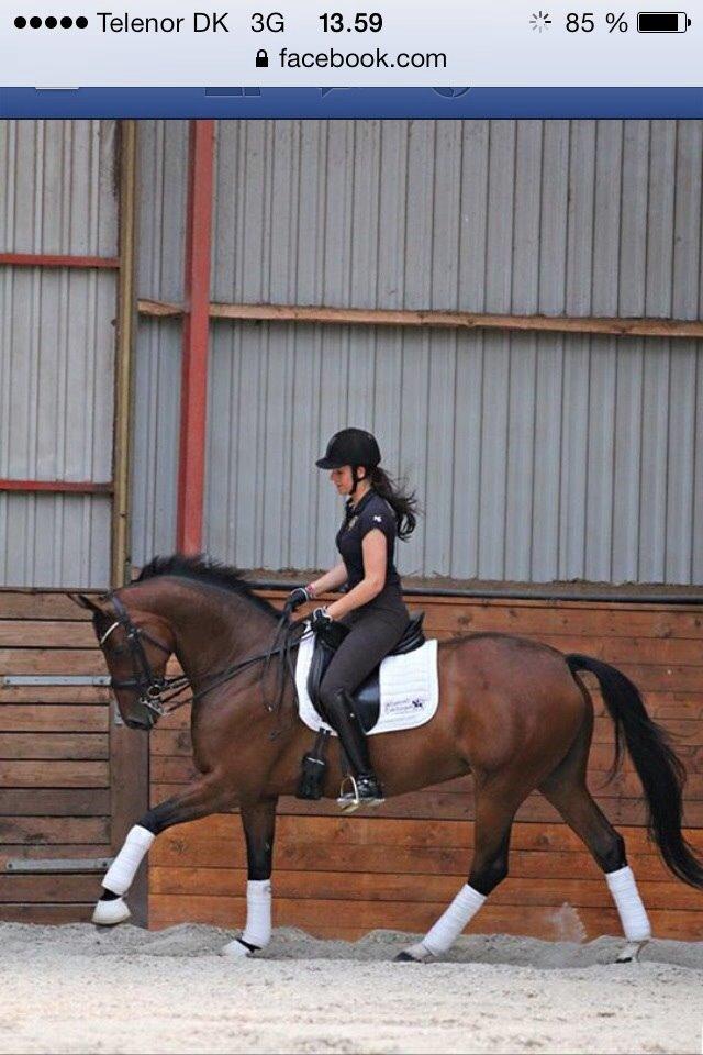 Dansk Varmblod Moesgaards Azia *solgt* billede 10