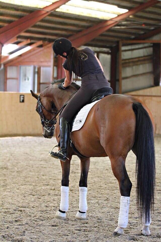 Dansk Varmblod Moesgaards Azia *solgt* billede 11