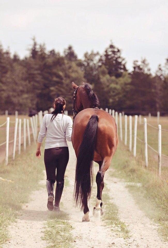 Dansk Varmblod Moesgaards Azia *solgt* billede 15