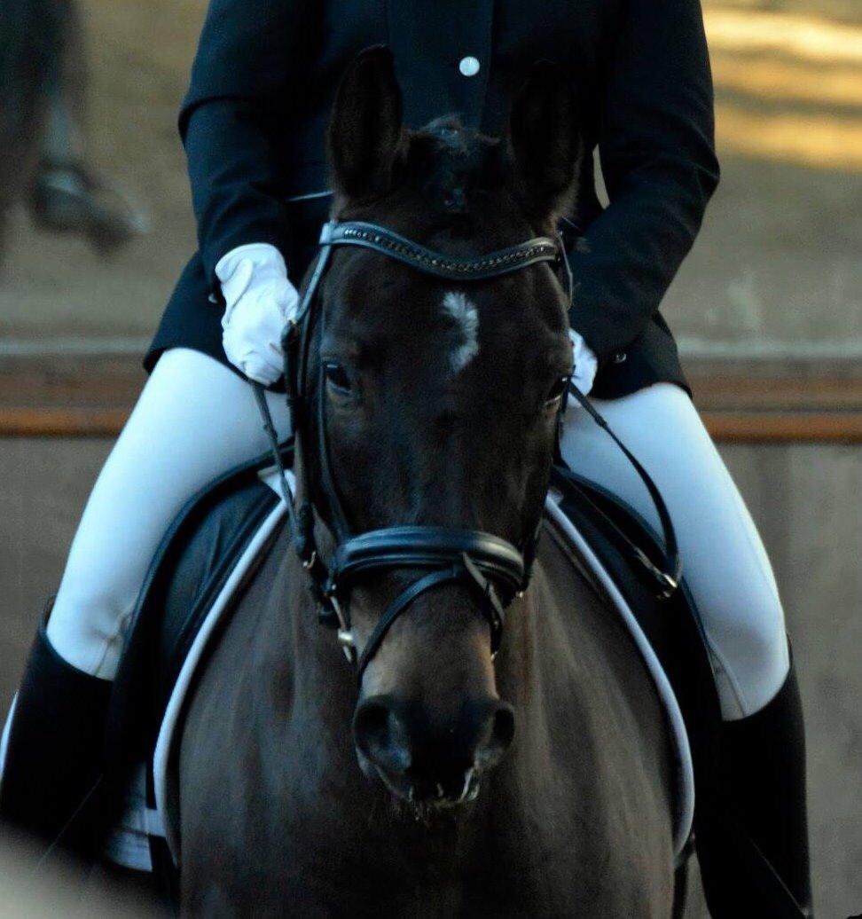 Anden særlig race Platinico billede 18