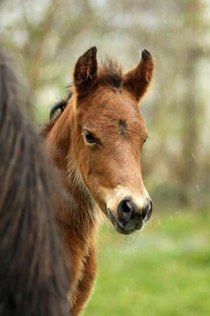 New Forest Gaardens Baronesse billede 15