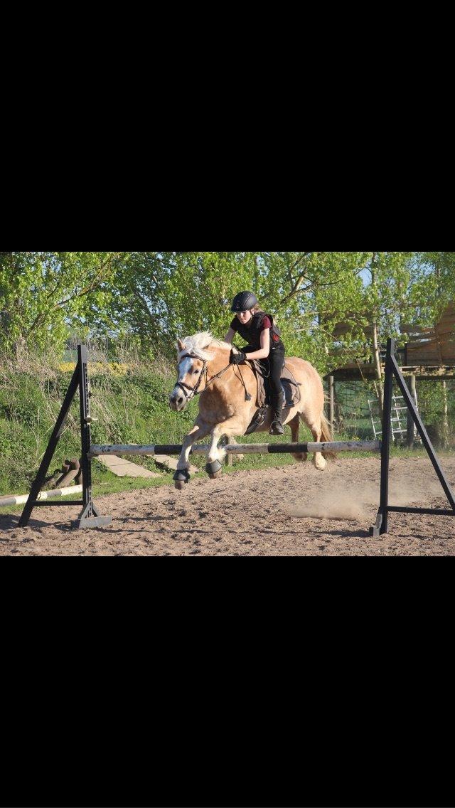 Haflinger Mirabell billede 11