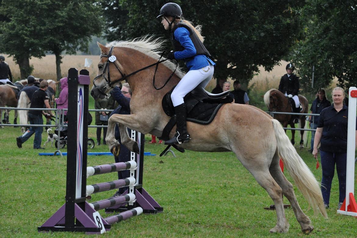 Haflinger Mirabell billede 14