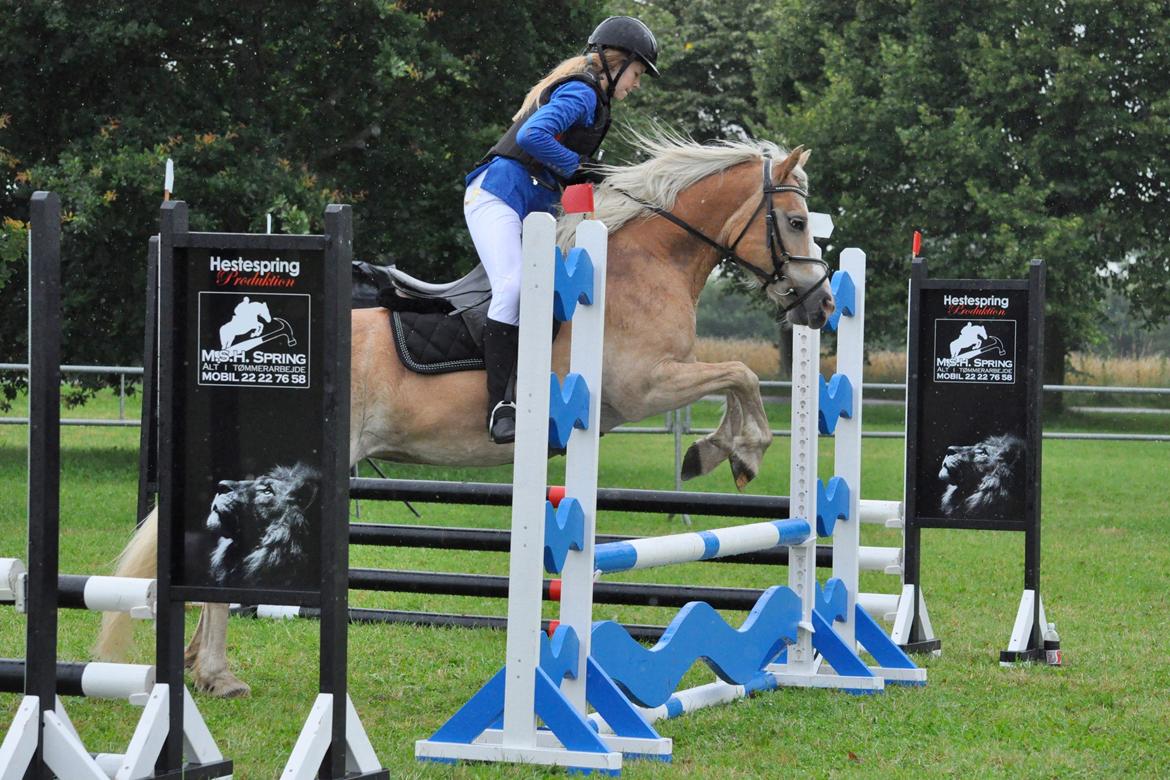 Haflinger Mirabell billede 15