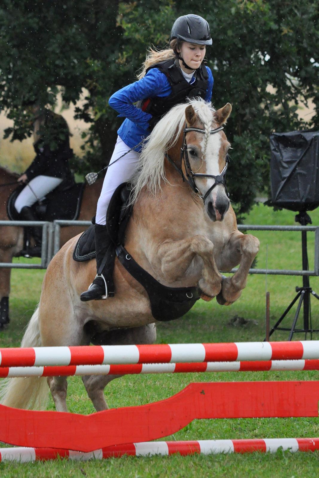 Haflinger Mirabell billede 17