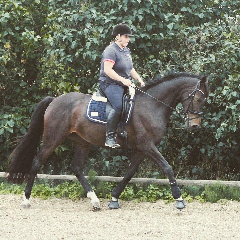 Dansk Varmblod Kokkedals Madeline billede 9