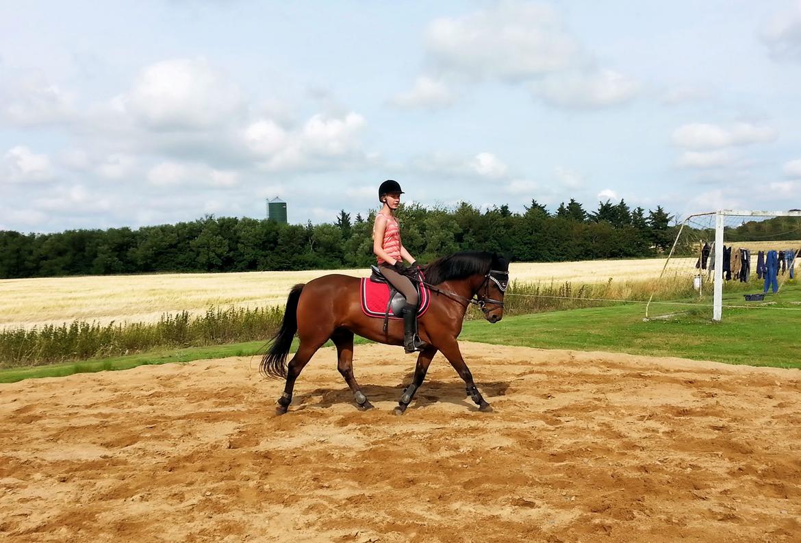 Anden særlig race MUFASJA *FASJA* søsters - Træning aug 2015 billede 1