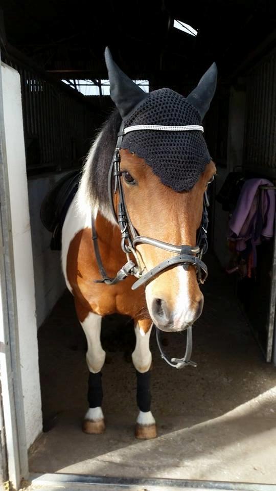 Pinto Faithfuls hola-Chica billede 8