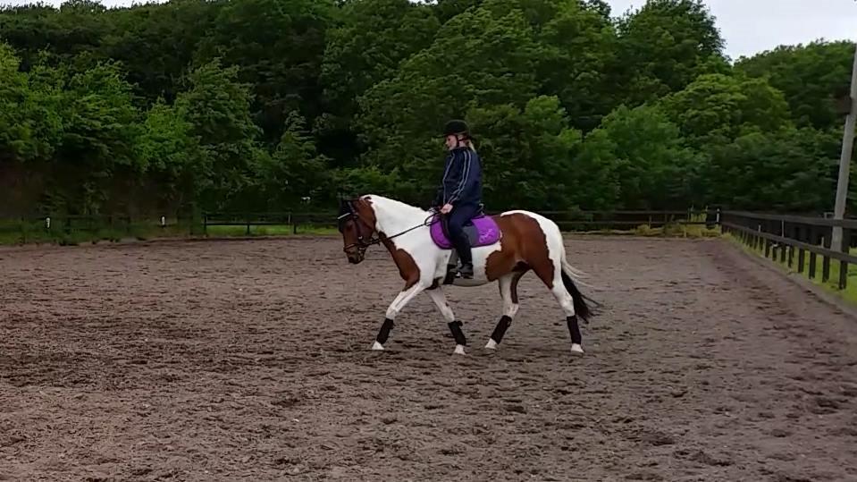 Pinto Faithfuls hola-Chica billede 12