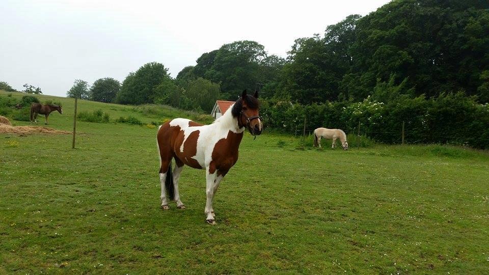 Pinto Faithfuls hola-Chica billede 14