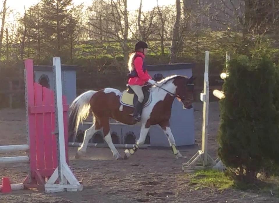 Pinto Faithfuls hola-Chica billede 18