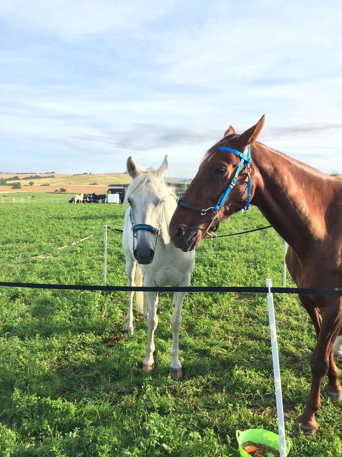 Arabisk fuldblod (OX) Errgo ox billede 5