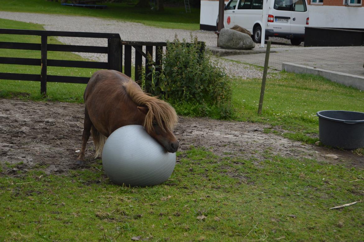 Shetlænder Preben *aka prebbe* billede 5