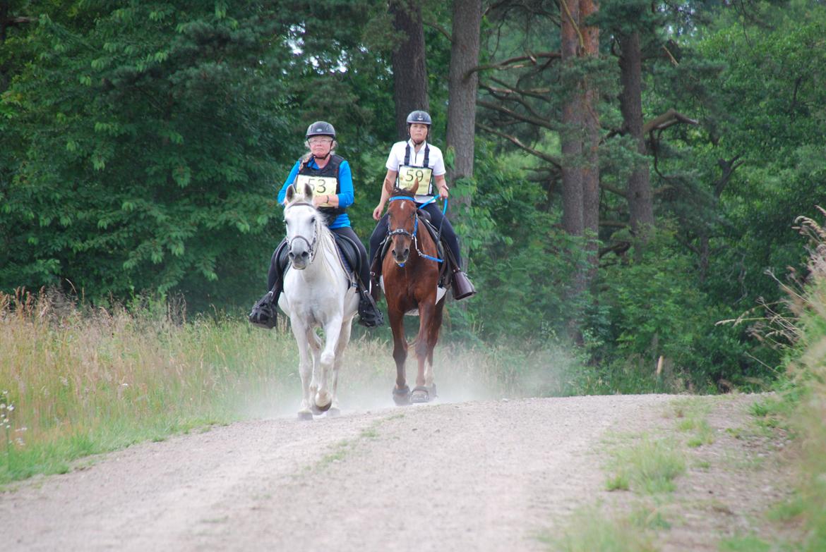 Anden særlig race Montana billede 5