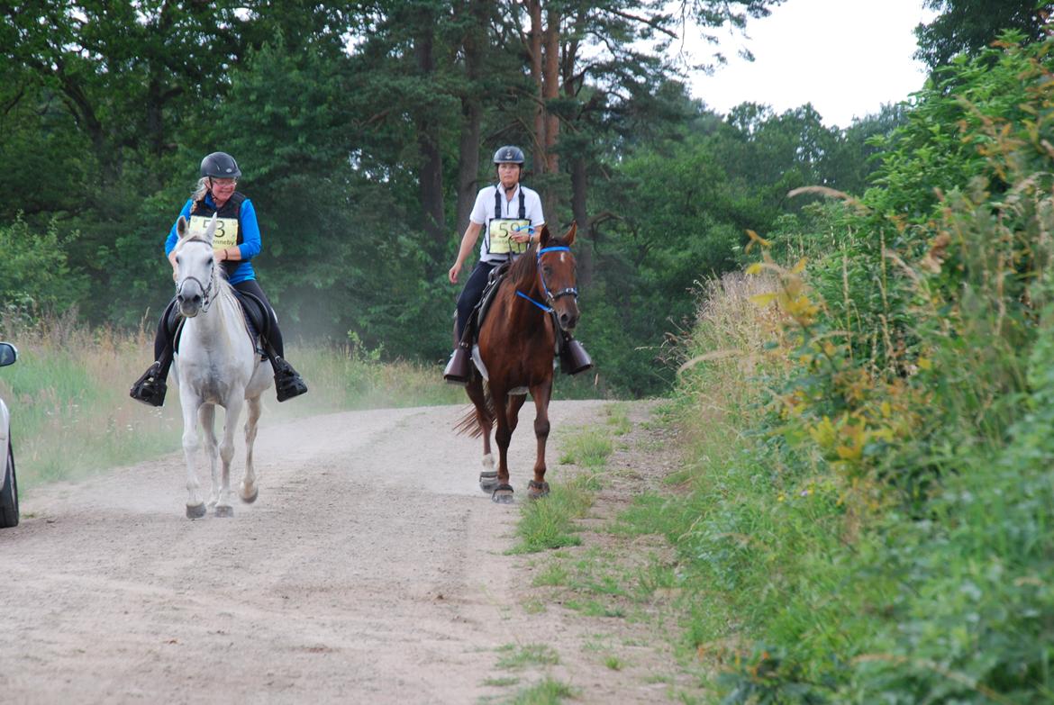 Anden særlig race Montana billede 6