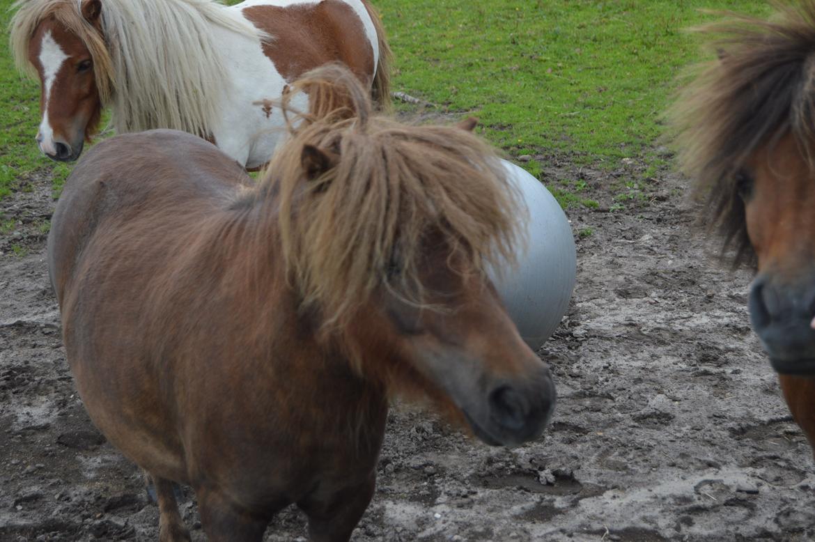 Shetlænder Preben *aka prebbe* billede 3