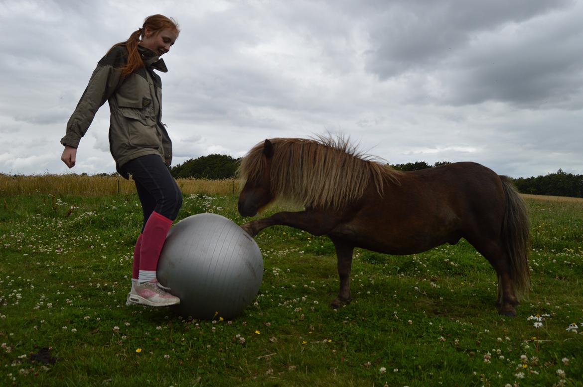 Shetlænder Preben *aka prebbe* billede 8