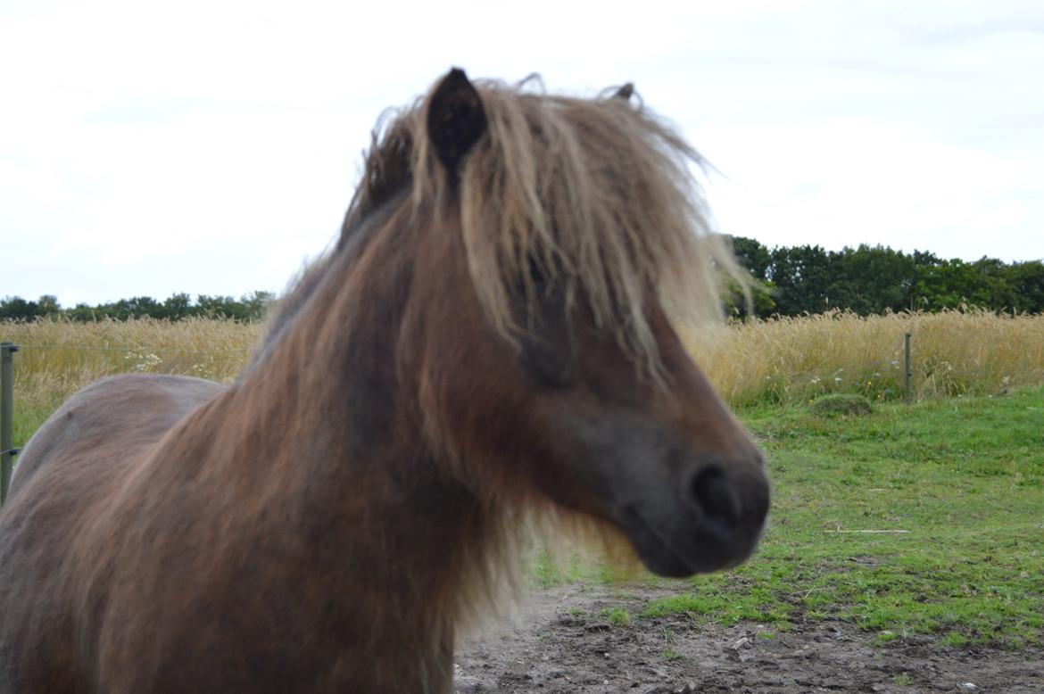 Shetlænder Preben *aka prebbe* billede 9