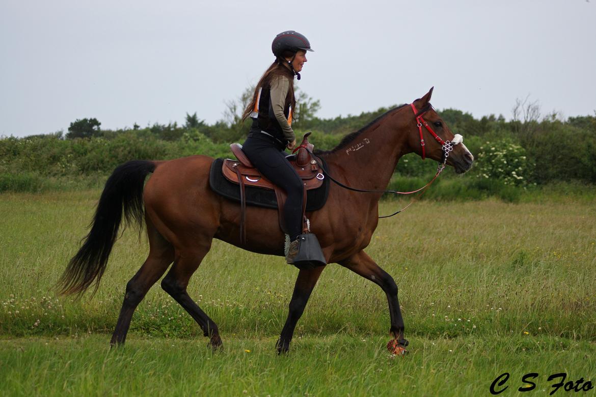 Arabisk fuldblod (OX) Shah Tacho ox billede 3