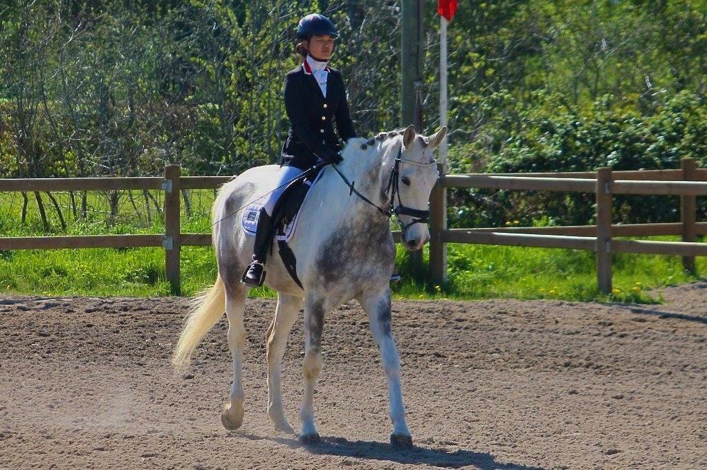 Knabstrupper Søgaardens Marlboro billede 13