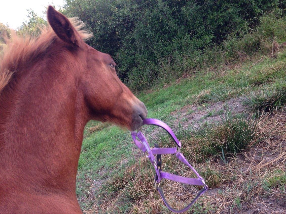 Anden særlig race Lillegaards O'marley billede 10