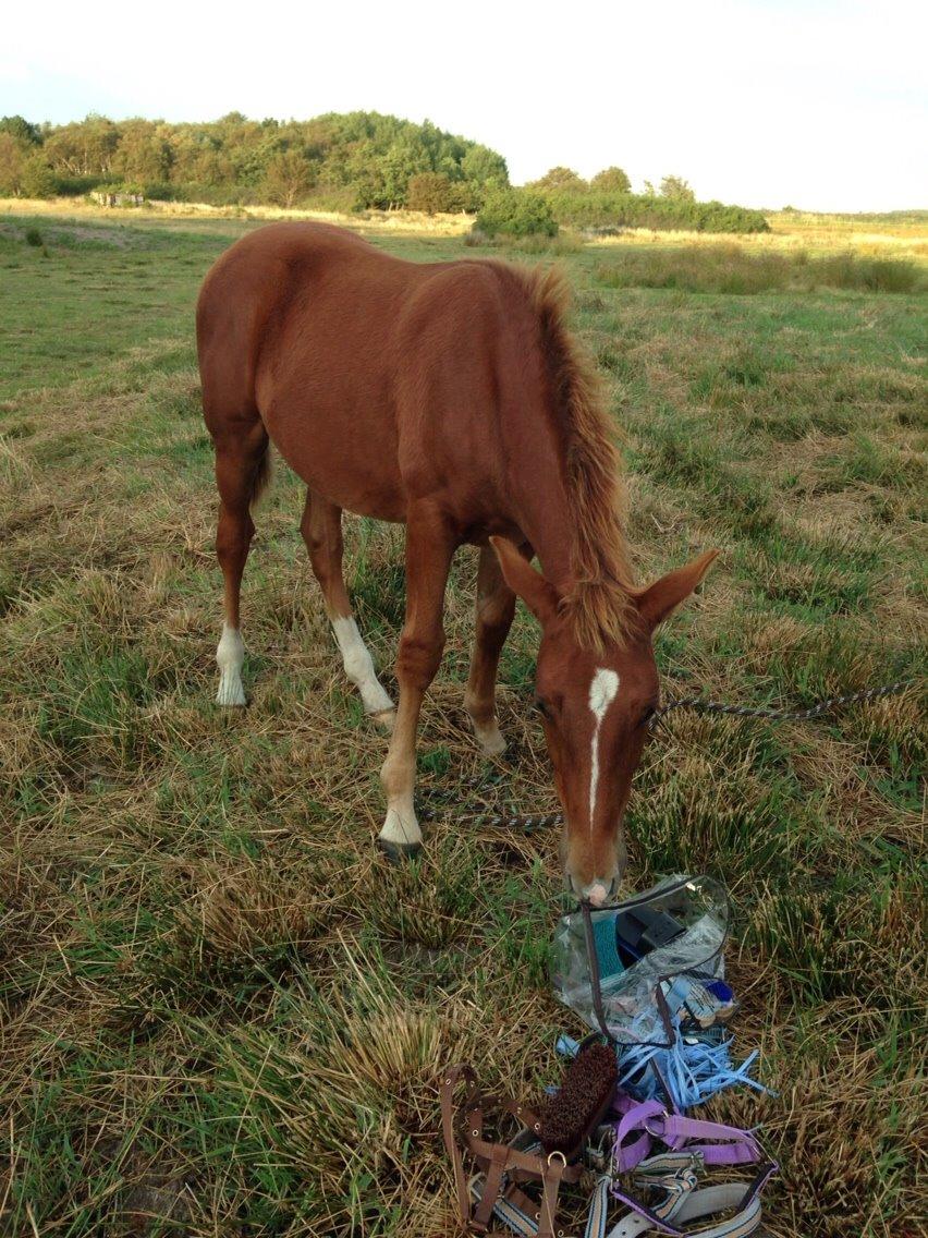 Anden særlig race Lillegaards O'marley billede 11