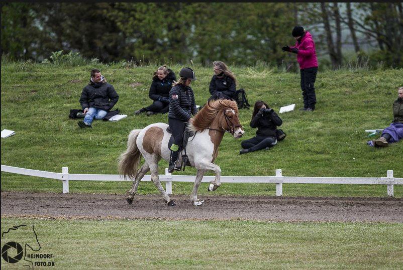 Islænder Ófelía frá Breiðumörk 2  billede 1