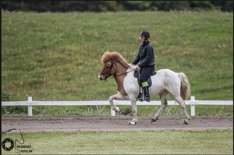 Islænder Ófelía frá Breiðumörk 2  billede 4