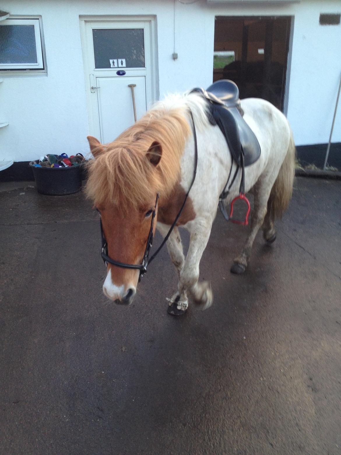 Islænder Ófelía frá Breiðumörk 2  billede 5