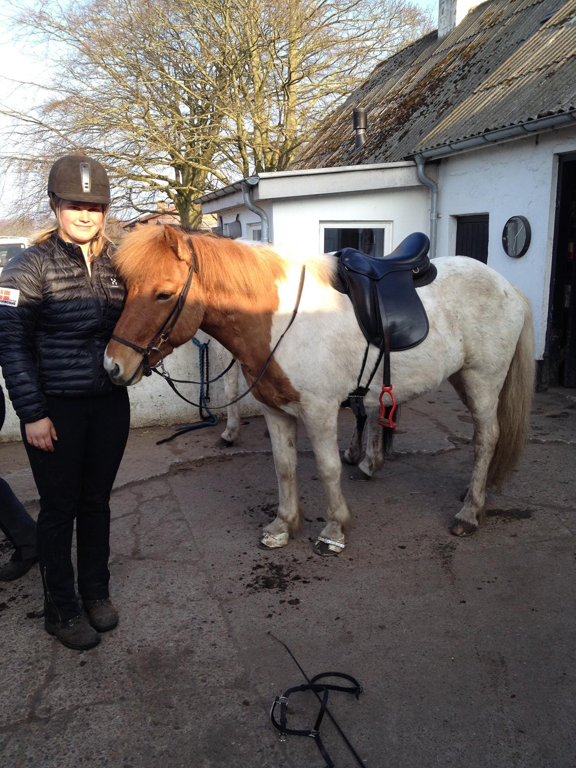 Islænder Ófelía frá Breiðumörk 2  billede 10