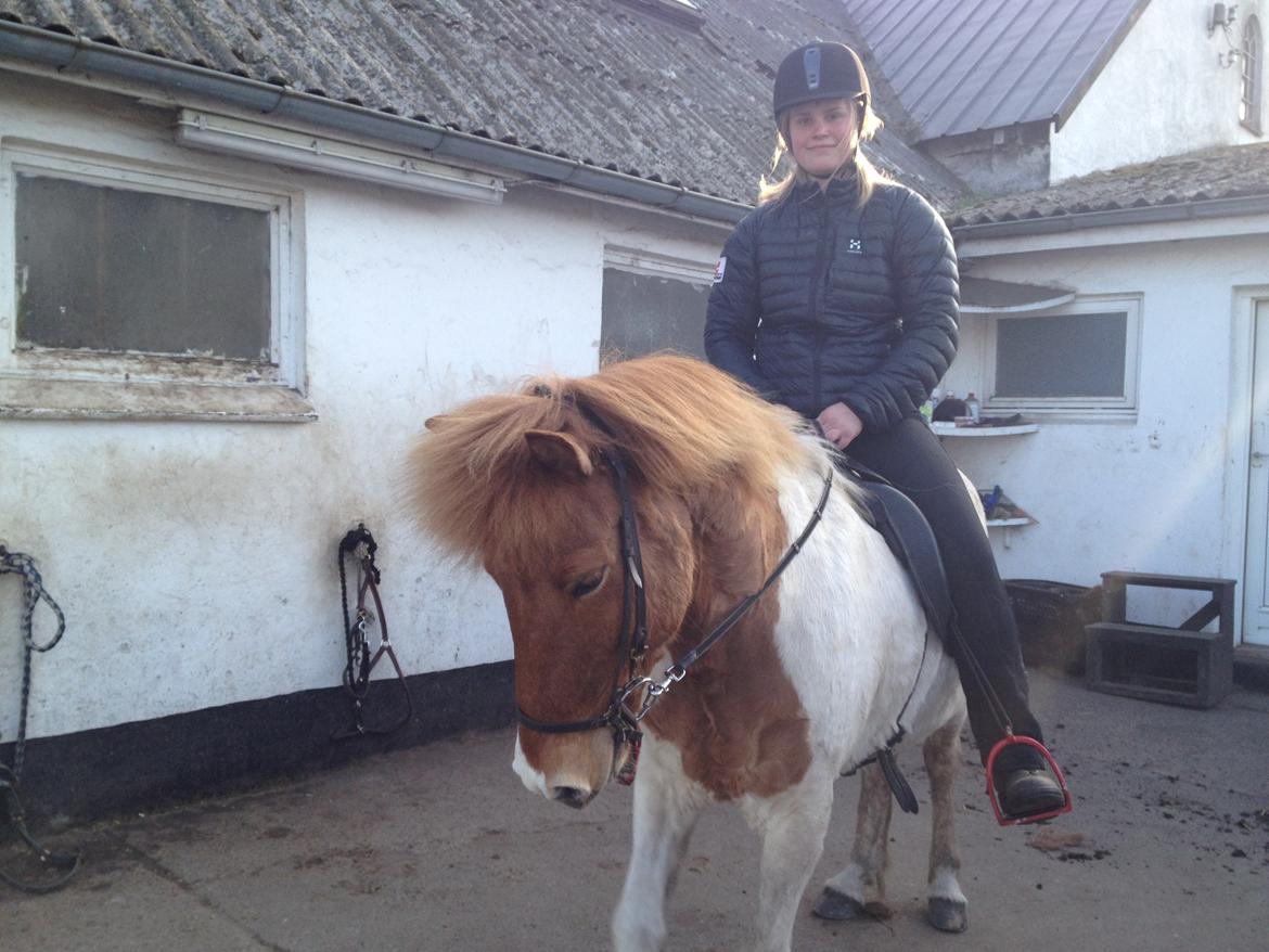 Islænder Ófelía frá Breiðumörk 2  billede 11