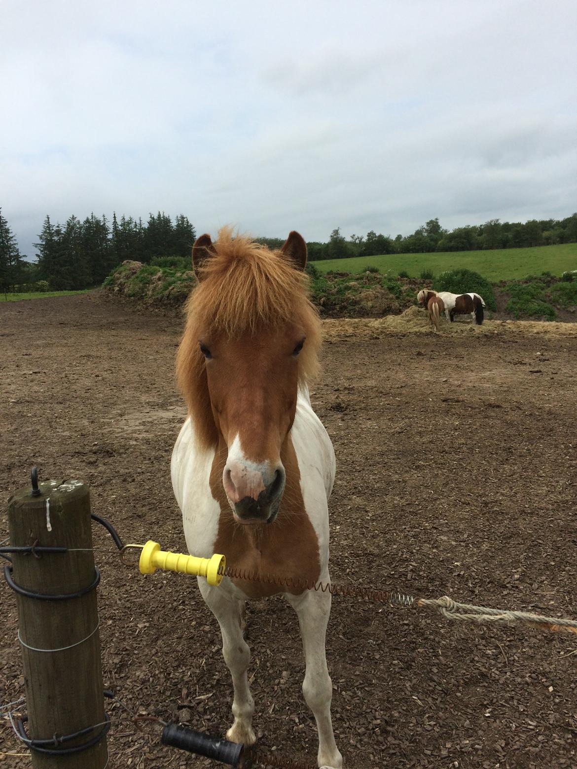 Islænder Ófelía frá Breiðumörk 2  billede 16