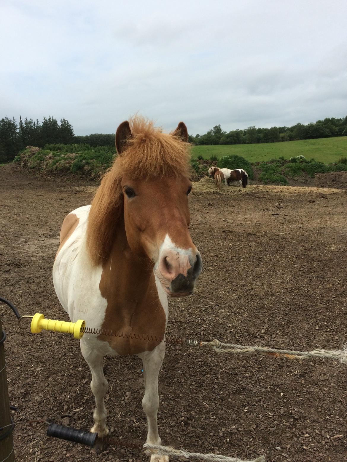 Islænder Ófelía frá Breiðumörk 2  billede 17