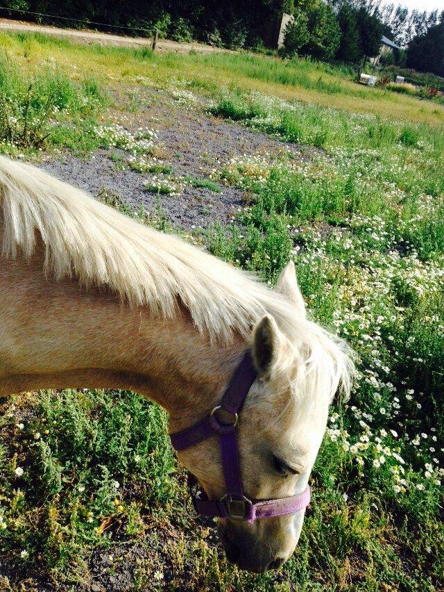 Anden særlig race Ane :-) billede 7