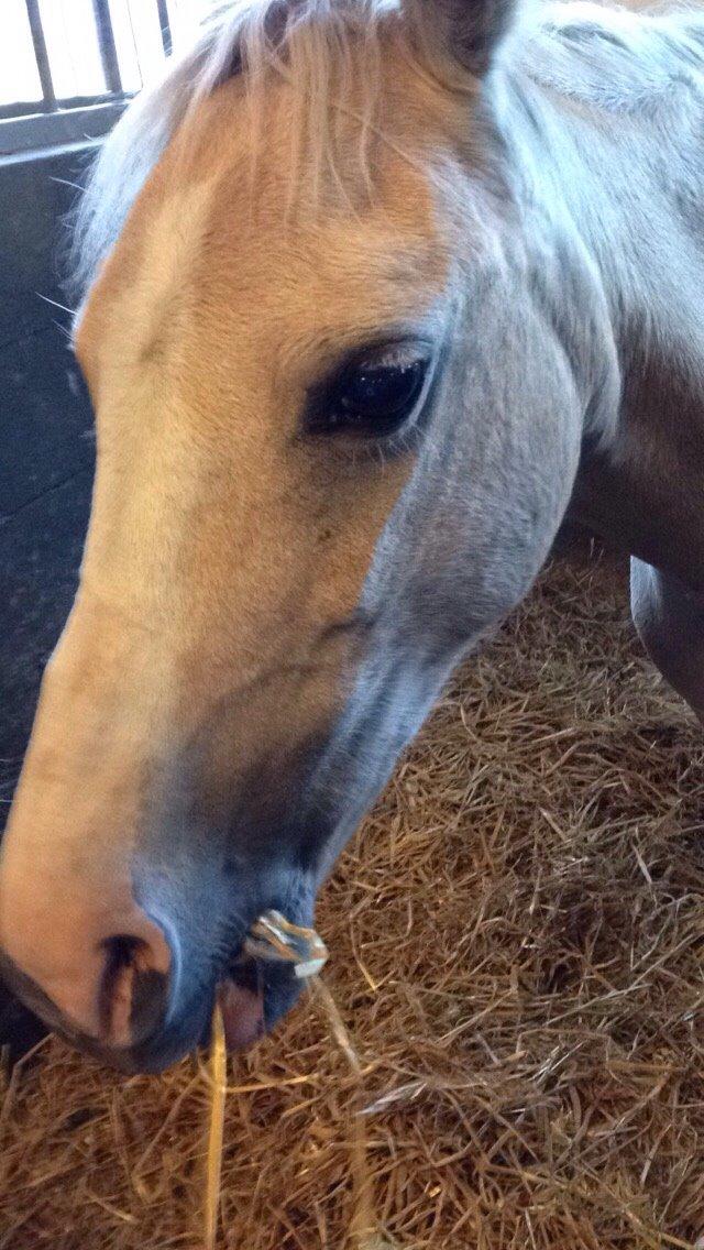 Anden særlig race Ane :-) billede 9