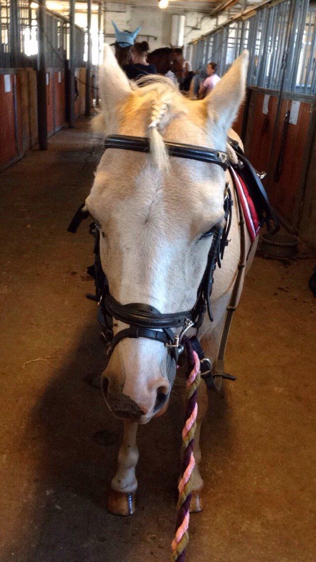 Anden særlig race Ane :-) billede 10