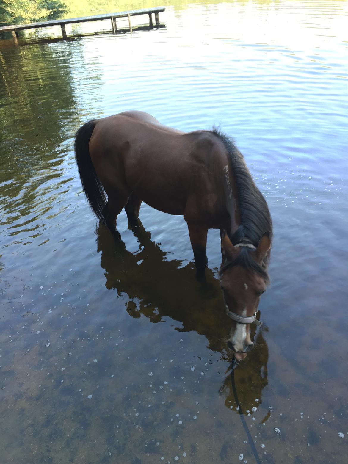 Arabisk fuldblod (OX) Shah Tacho ox billede 11