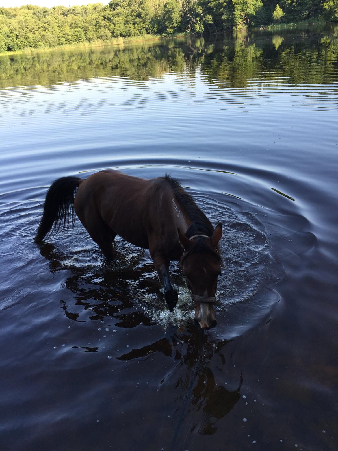 Arabisk fuldblod (OX) Shah Tacho ox billede 9