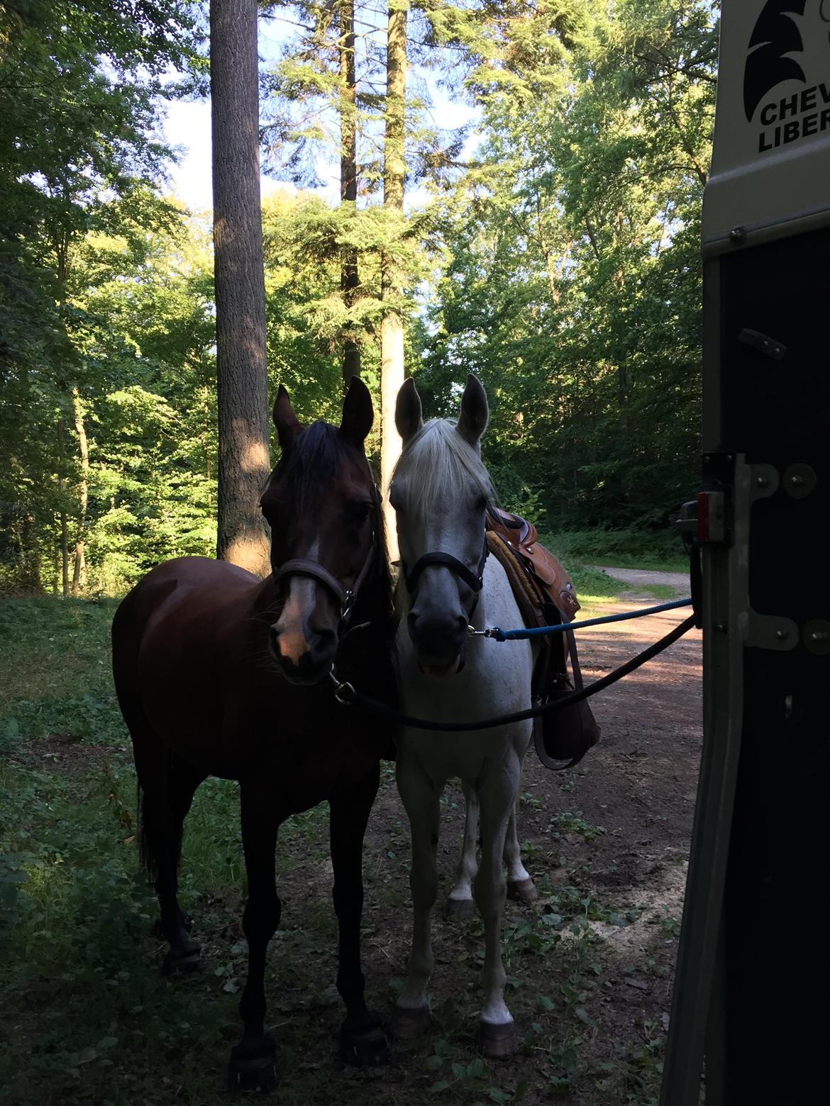 Arabisk fuldblod (OX) Errgo ox billede 6