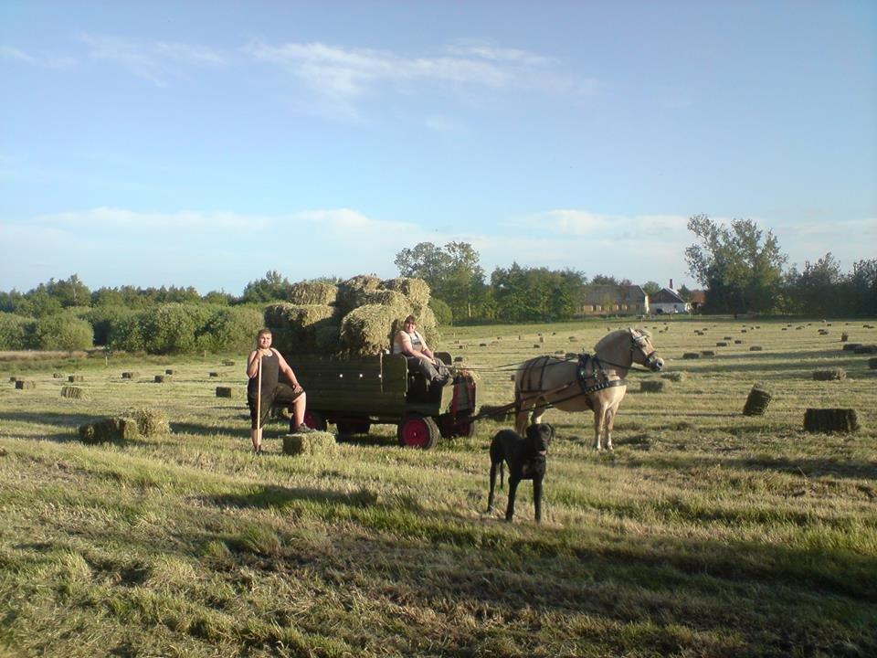 Fjordhest Bella (Død d.19-02 2014) billede 16